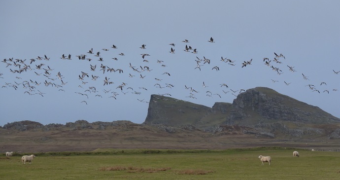 Barnacle Geese (Branta leucopsis) fly over Islay, Scotland © Nige Brown, Wikimedia Commons