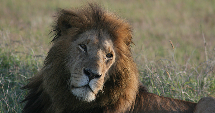 Lion Chyulu Hills and Mara by Brian Jackman