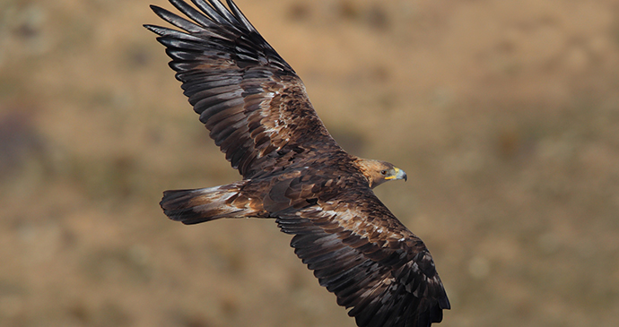Golden Eagle by Juan Lacruz Wikimedia Commons connecting with nature Britain