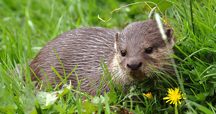 Otter in Cornwall by the Tamar Otter & Wildlife Centre 