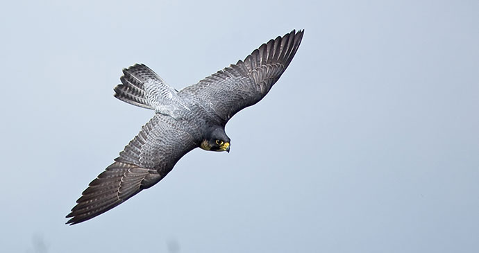 Peregrine falcon by Sue Robinson, Shutterstock connecting with nature Britain