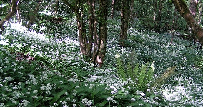 Ramsons in the woodland, England © Sannse, Wikimedia Commons