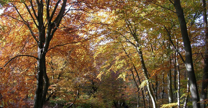 Burnham Beeches Buckinghamshire geograph.org.uk, Wikimedia Commons