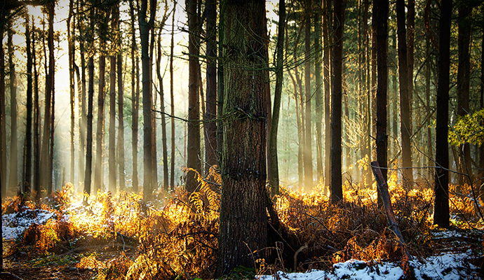 Delamere Forest England by CC-BY Paul