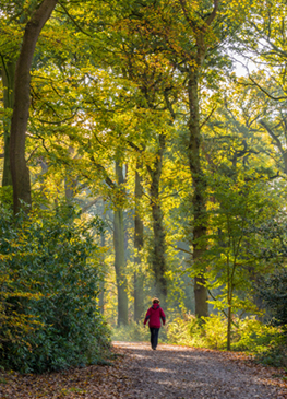 Walking at Tatton Park Knutsford Cheshire England UK by Sue Burton