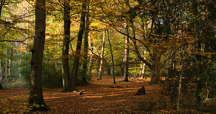 Burnham Beeches Chilterns by Soulminous Shutterstock