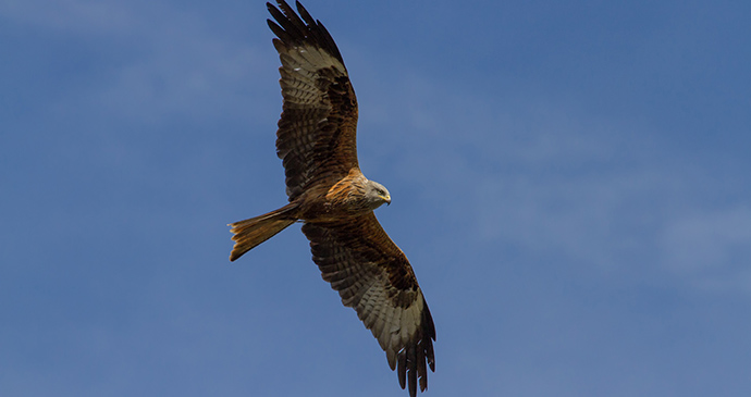 Red Kite chilterns by Ian Sherriffs Shutterstock 