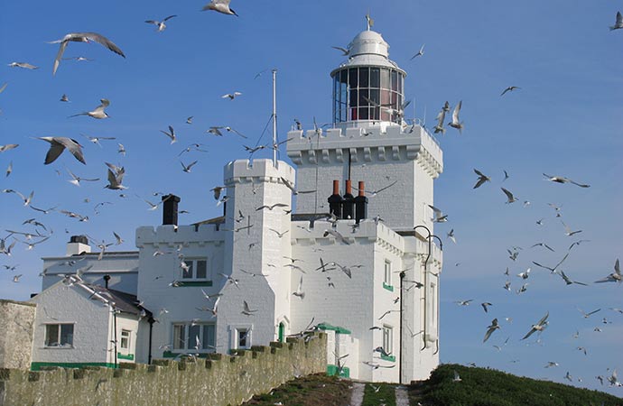 Coquet Island Northumberland British Isles by Paul Morrison RSPB