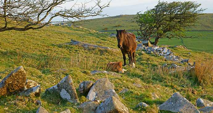 Bodmin Moor  Cornwall England UK by PJ photography Shutterstock