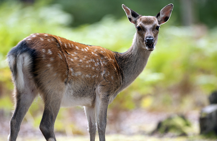 Red deer, Brownsea Island, Dorset, England by John Millar, Shutterstock