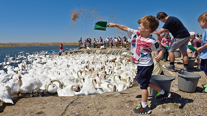 Abbotsbury Swannery, Dorset, England, British Isles © Abbotsbury Swannery