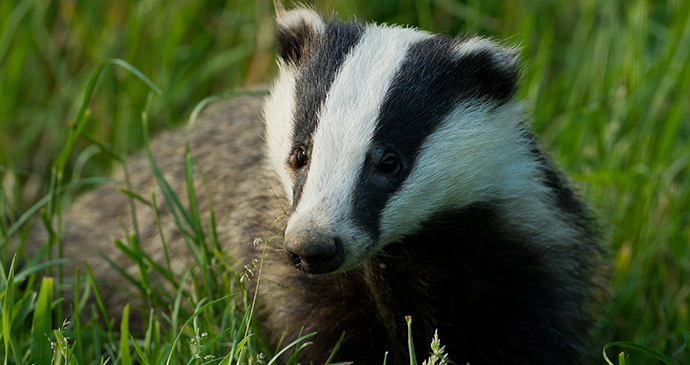 Badger, Dorset, England, British Isles © Alexandra Richards