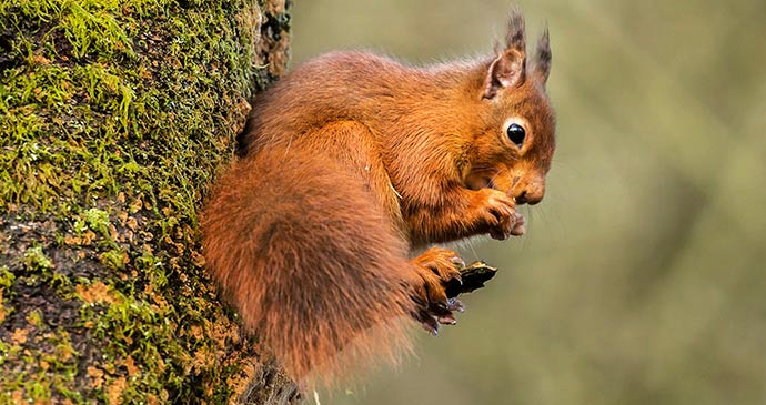 Red squirrel Eskrigg Nature Reserve Dumfries and Galloway Scotland by Bob Little/Eskrigg Nature Reserve