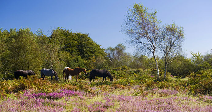 The Blackdown Hills, Honiton, East Devon, Tony Howell, Heart of Devon Images