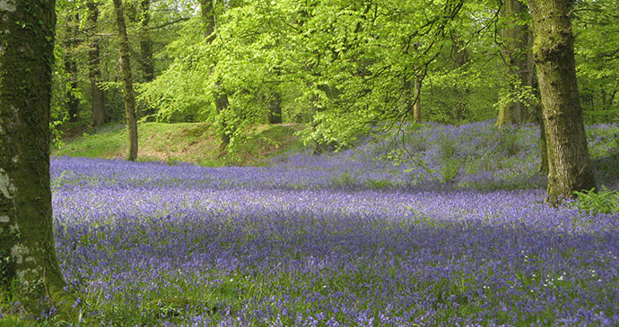 Bluebells Blackbury Camp, East Devon by Hilary Bradt