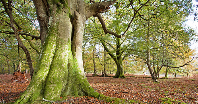 Tree New Forest National Park England UK by Ollie Taylor Shutterstock