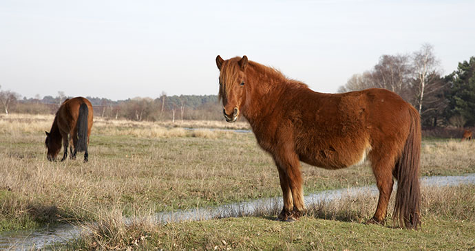 Ponies New Forest National Park England UK by jeff gynane Shutterstock