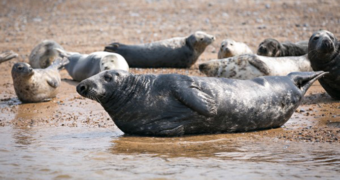 Seals, Blakeney, Norfolk by Norfolk Coast Partnership 