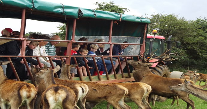 Children feed deer at Snettisham Park Farm in Norfolk 