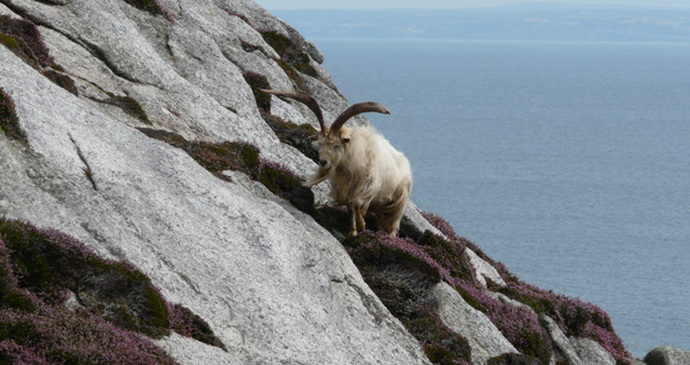goat,lundy,north devon,england,UK by geograph.org.uk, Wikimedia Commons