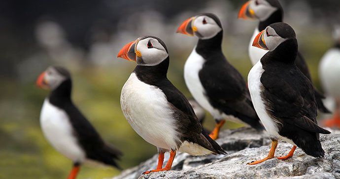 Puffins, Lundy, North Devon, UK by Mark Caunt, Shutterstock