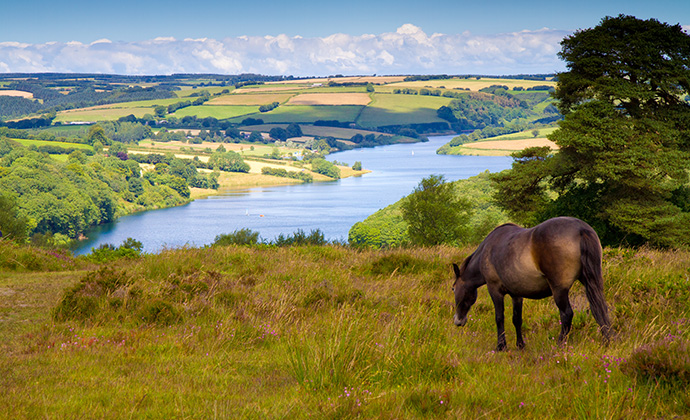 Ponies, Wimbleball Lake, North Devon, UK by Mike Charles, Shutterstock