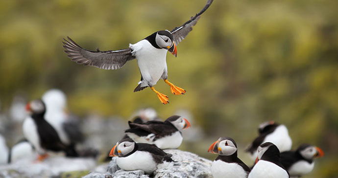 Puffin Lundy north Devon England by Helen Hotson, Shutterstock