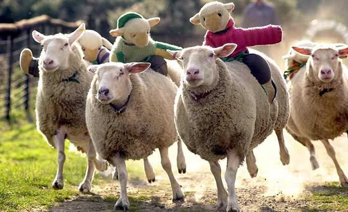 Sheep racing, Abbotsham, North Devon, UK by The Big Sheep