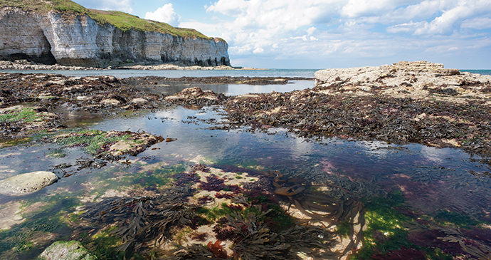 Flamborough Head by George Stoyle, Yorkshire Wildlife Trust