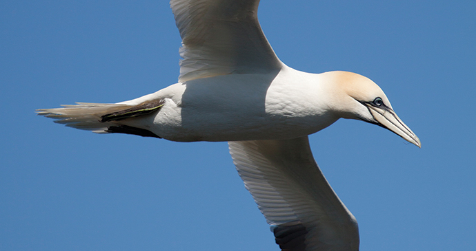 Gannet Bempton Cliffs North Yorkshire by Tom Marshall Yorkshire Wildlife Trust