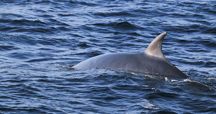 Minke whale North York Moors England by Tom Marshall, Yorkshire Wildlife Trust