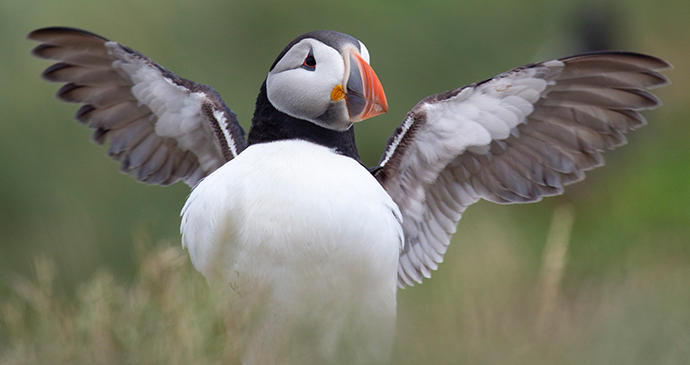 Puffin Flamborough Head, Yorkshire by Tom Marshall, Yorkshire Wildlife Trust