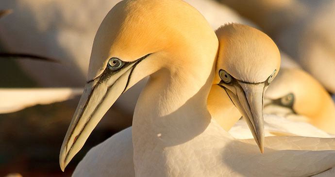 Gannets Faroe Islands by © Mita Klootwijk, Shutterstock