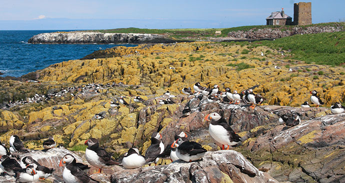 Puffin Farne Islands Northumberland England UK by © Francesco de Marco, Shutterstock