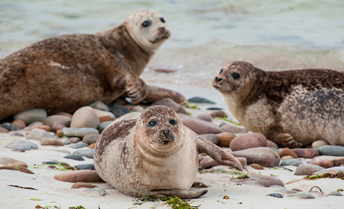 Common seals Orkney Scotland by Orkney.com