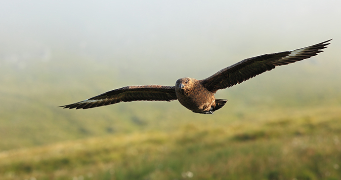 Greater skua bonxie Orkney by Michel Masik Shutterstock