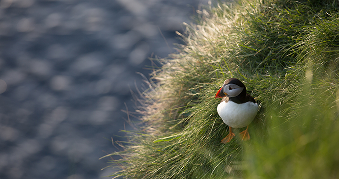 Puffin Papa Westray Orkney by Orkney.com