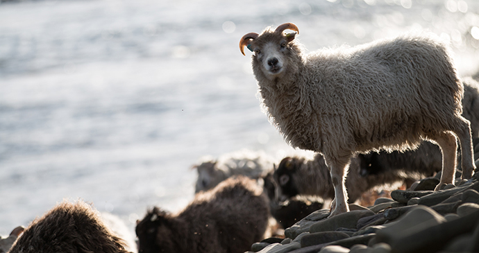 North Ronaldsay sheep Orkney Scotland remote island by Orkney.com