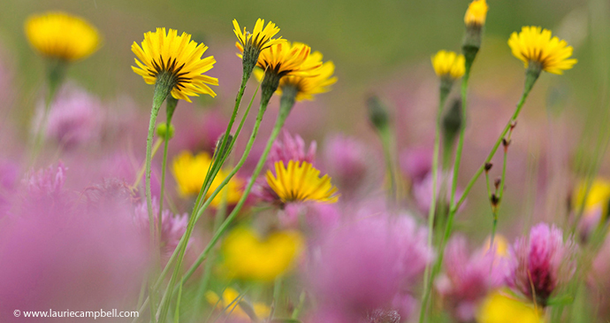 Machair Outer Hebrides Scotland by Laurie Campbell www.lauriecampbell.com