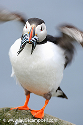 Puffin Outer Hebrides Scotland by Laurie Campbell Photography www.lauriecampbell.com
