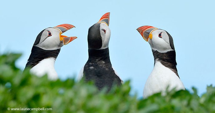 Puffins Outer Hebrides Scotland by Laurie Campbell www.lauriecampbell.com