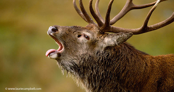Red deer Outer Hebrides Scotland by Laurie Campbell Photography www.lauriecampbell.com