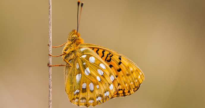 fritillary butterfly, small hillsby Rudmer Zwerver, shutterstock