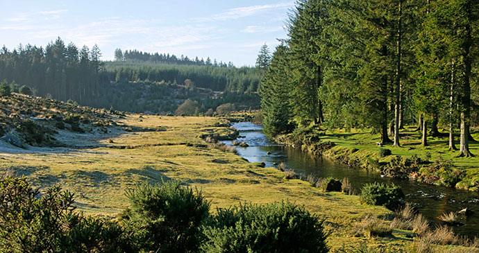 Bellever forest, Dartmoor, South Devon by Unique Devon Tours