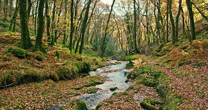 Dartmoor Stream, South Devon by Unique Devon Tours