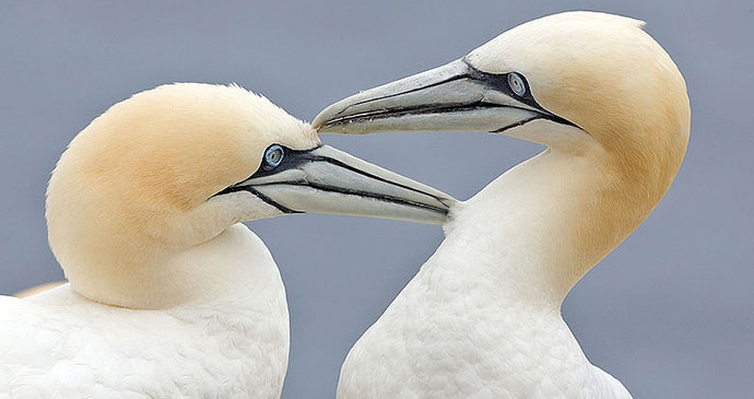 Gannet, South Devon by Al Wilson, Wikimedia Commons