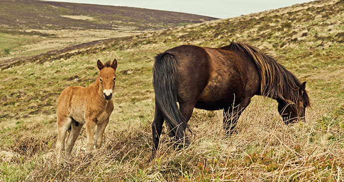 Dartmoor pony Dartmoor, South Devon © Unique Devon Tours