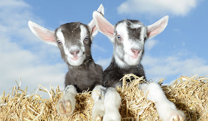 Baby goats, Pennywell Farm, South Devon by Pennywell Farm