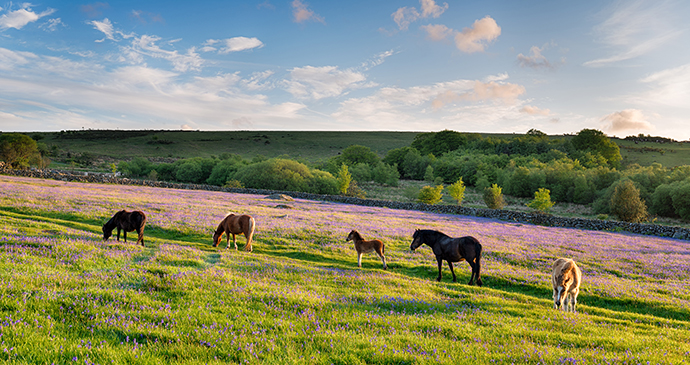 Ponies grazing, Emsworthy meadow, Dartmoor National Park, Dartmoor, South Devon by Helen Hotson, Shutterstock