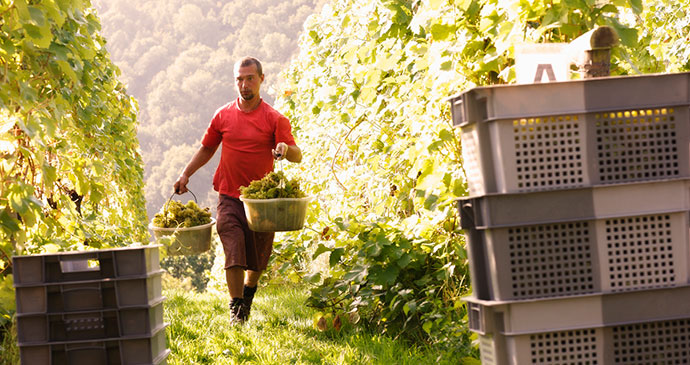 Basket of grapes, Sharpham Vineyard, Totnes by  Sharpham Wine and Cheese